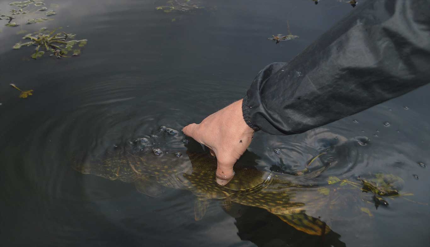 Péntektől újra csukázhatunk