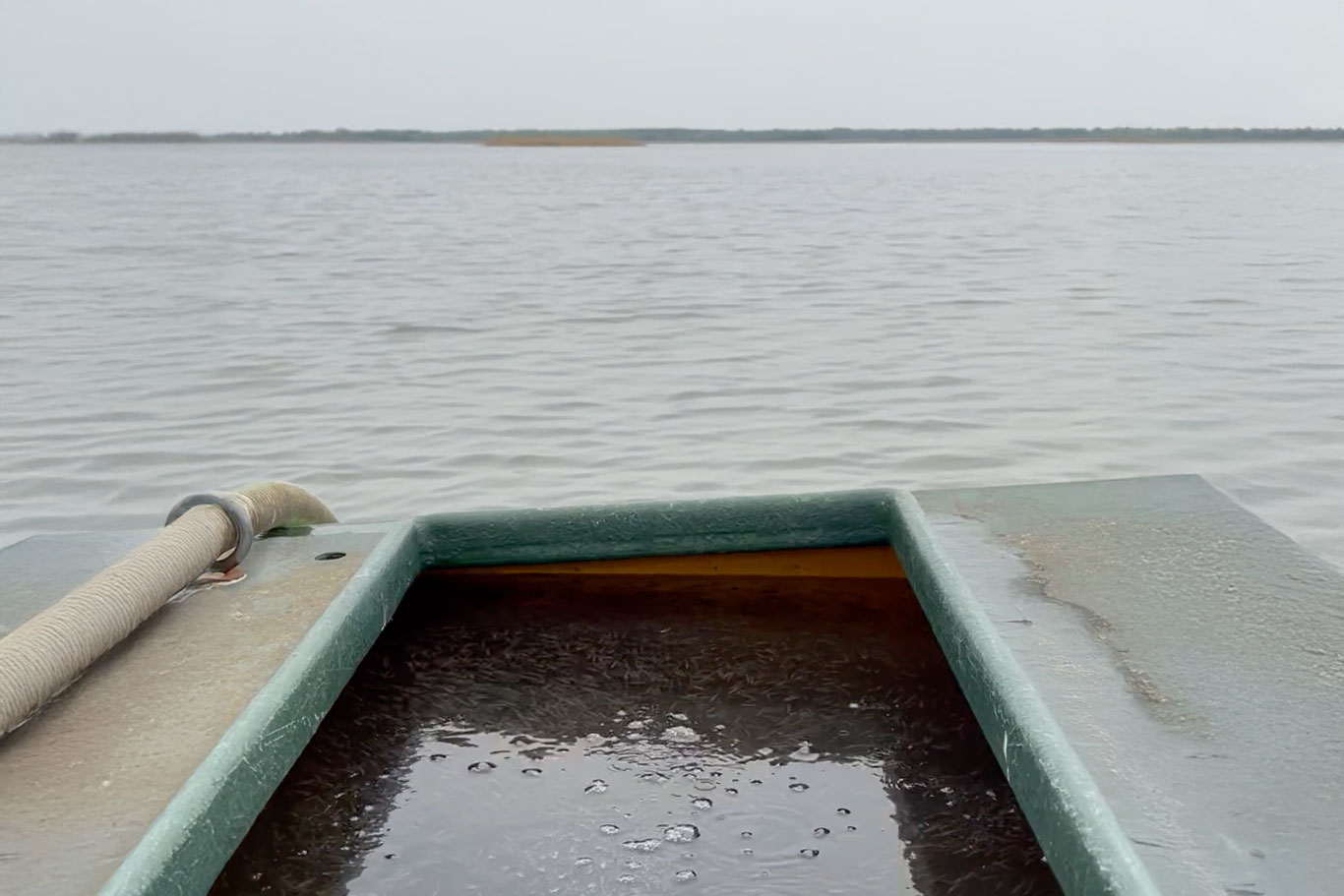 Megérkeztek az első ragadozók a Tisza-tóba
