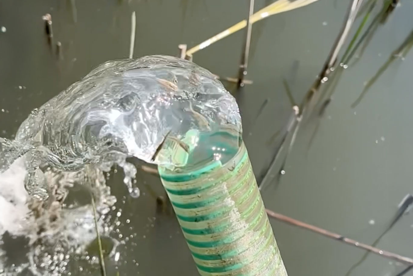 Folytatódik a Tisza-tavi csukatelepítés