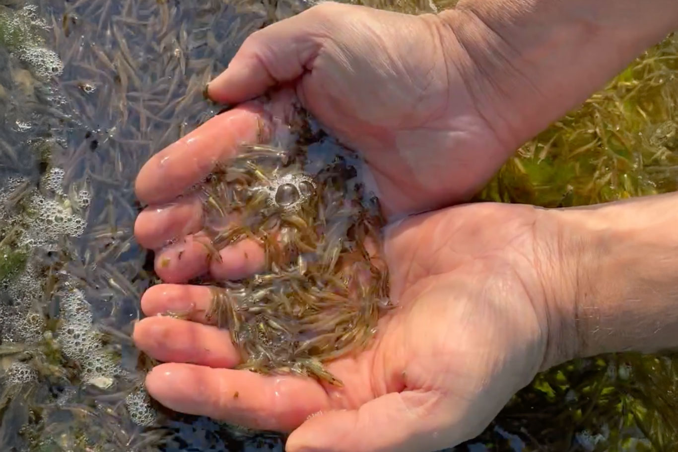 100.000 db előnevelt csuka érkezett a Tisza-tóra