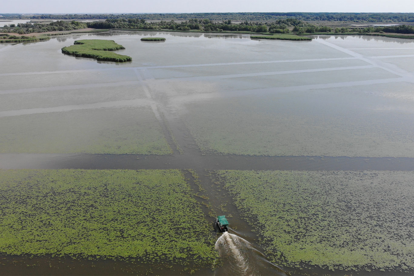 Zajlik a sulyomkaszálás a Tisza-tavon